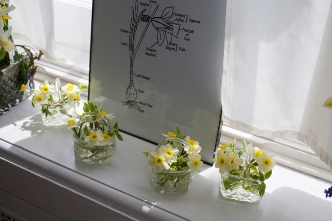 tiny daffodils in crystal baskets, on a windowsill